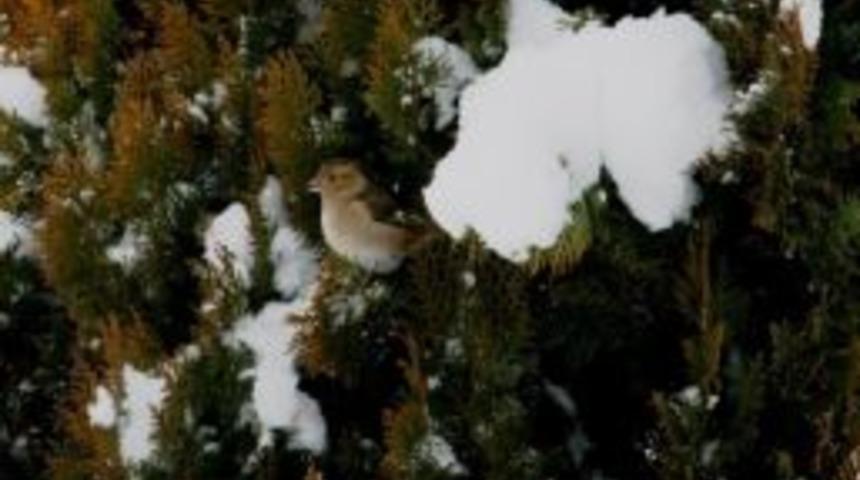 (haber &Ouml;zel) Minik Kızdan A&ccedil; Kalan Ser&ccedil;eye Şefkat Eli