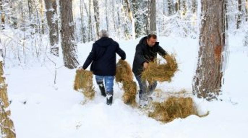 Yaban Hayvanlarına Yem Bırakıldı