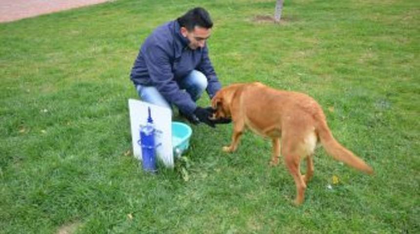 İzmir B&uuml;y&uuml;kşehir Soğukta Sokak Hayvanlarına Sahip &Ccedil;ıktı