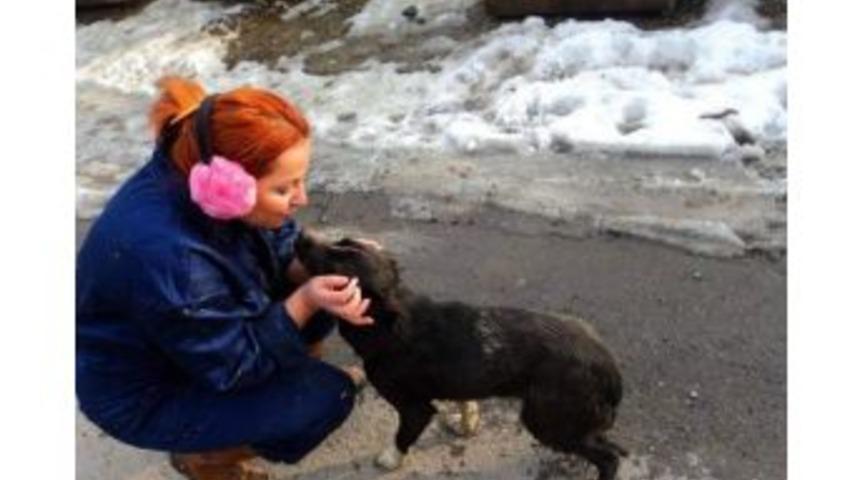 Zonguldak Hayvan Hakları Derneği Başkanı Sezgin: