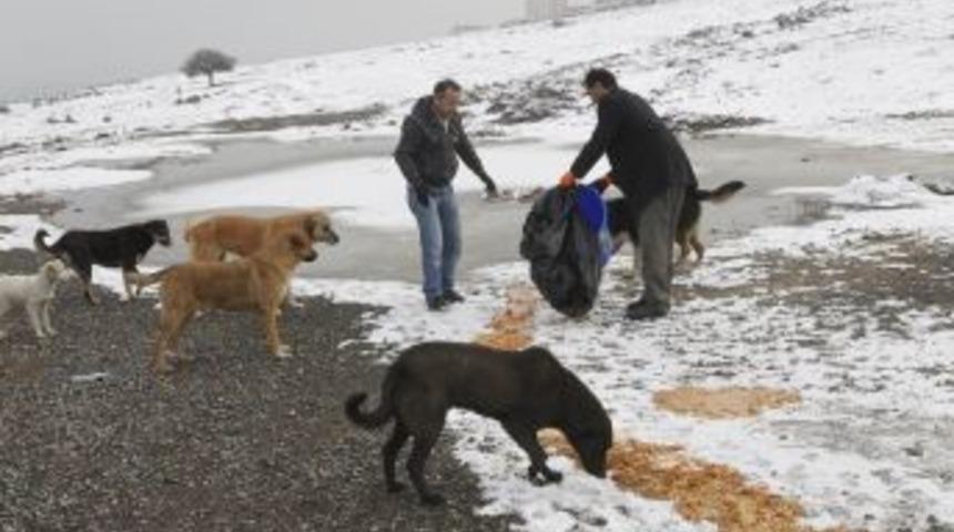 Gebze Belediyesi Sokak Hayvanlarını Unutmadı