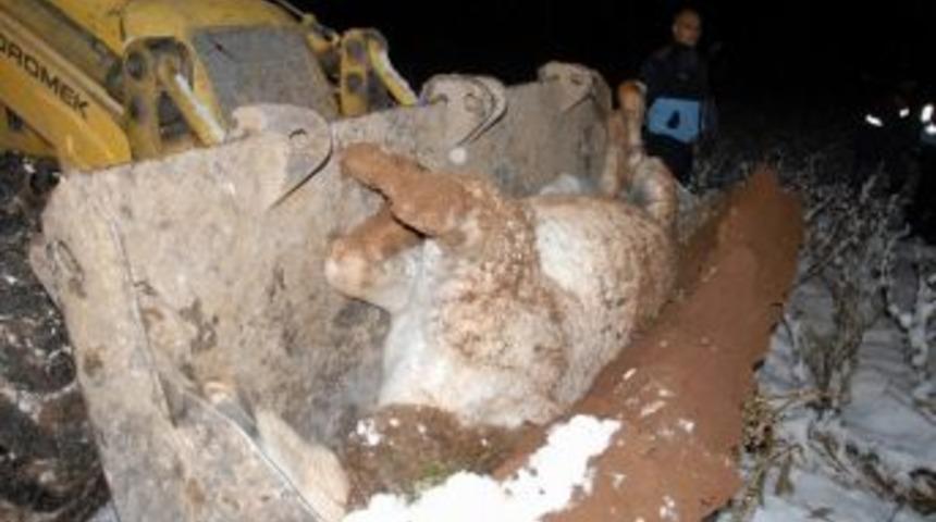 Siverek&rsquo;te &Ccedil;amura Saplanan Yaralı Atı Kurtarma Operasyonu