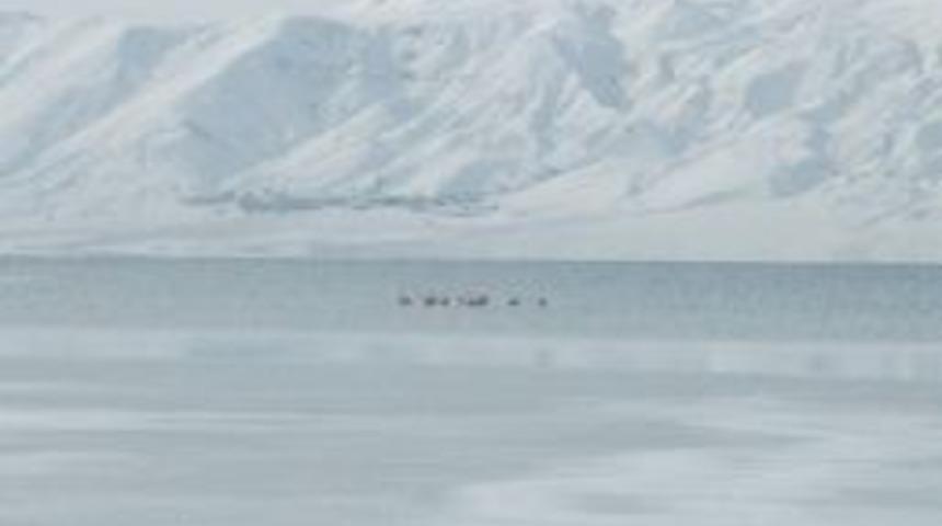 Flamingolar Van&rsquo;ı Sevdi