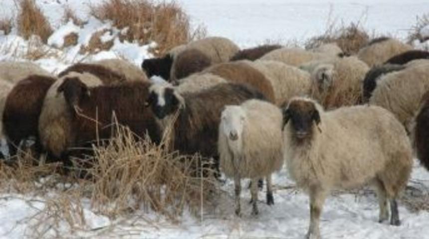 K&ouml;yl&uuml;lerin Tasarruf Tedbirleri