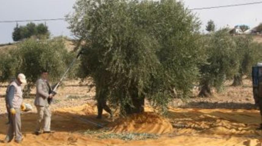 Kış Engeline Takılan Zeytin Hasadı