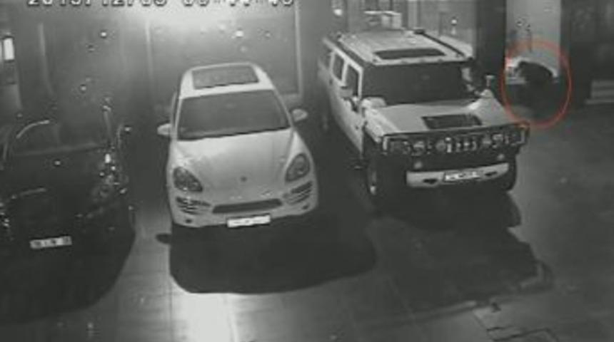 Papağan Hırsızları &Ouml;nce Kameraya, Sonra Polise Yakalandı