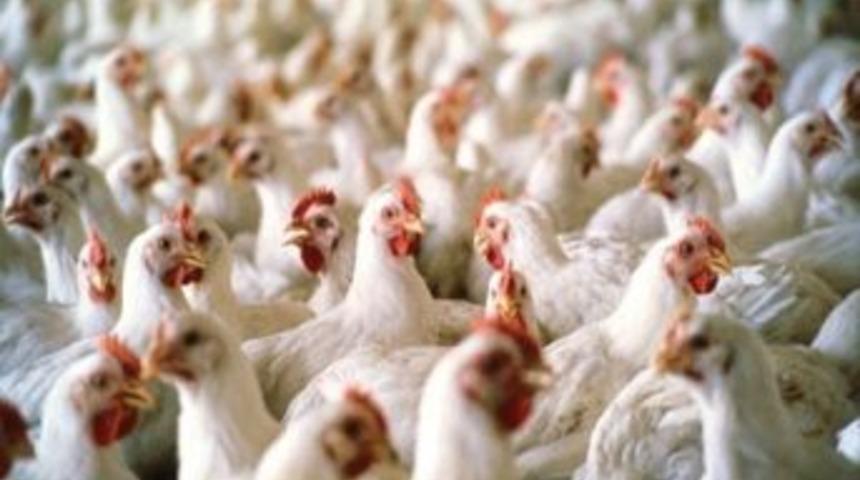 T&uuml;rkiye&rsquo;de Ekim Ayında 70 Milyon Tavuk, 359 Bin Hindi Kesildi