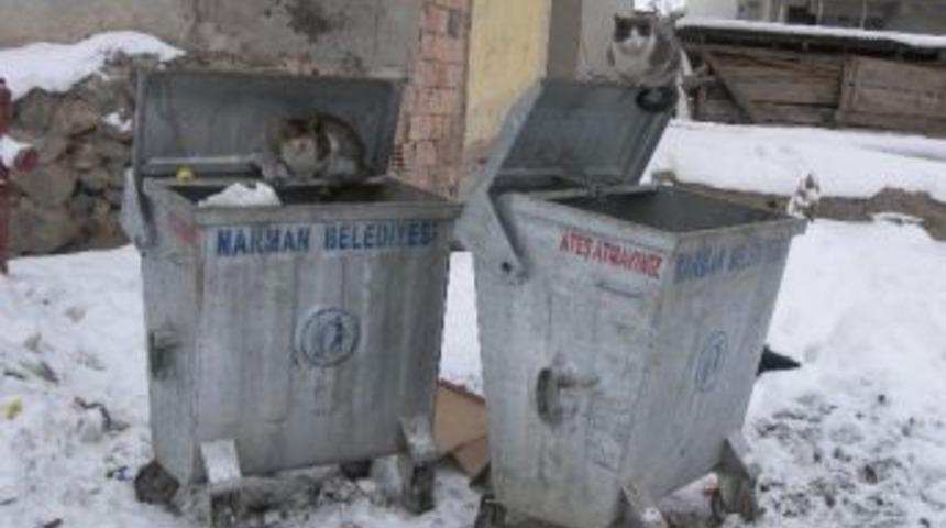 Narman'da A&ccedil; Kalan Kediler &Ccedil;&ouml;plerde N&ouml;bet Tutuyor