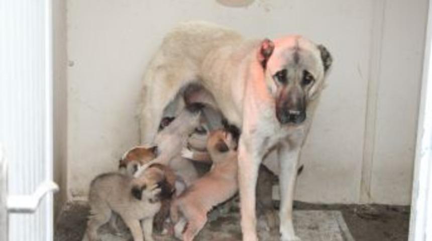 Barınağa Getirilen Sahipsiz Yavru K&ouml;peklere Annelik Yapıyor