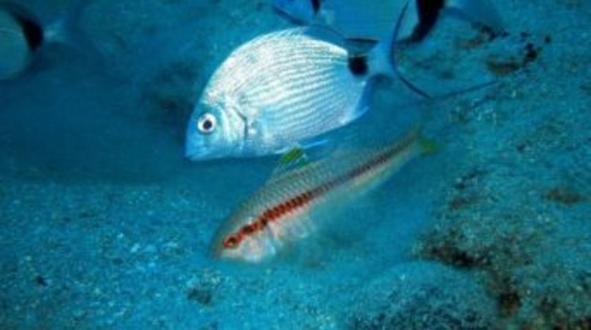 Koruma Alanlarında Balık Arttı, Gelir Y&uuml;kseldi