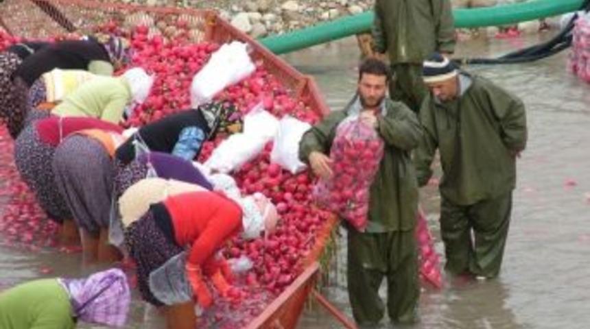 Kadirli&rsquo;de Turp Sezonu Başladı