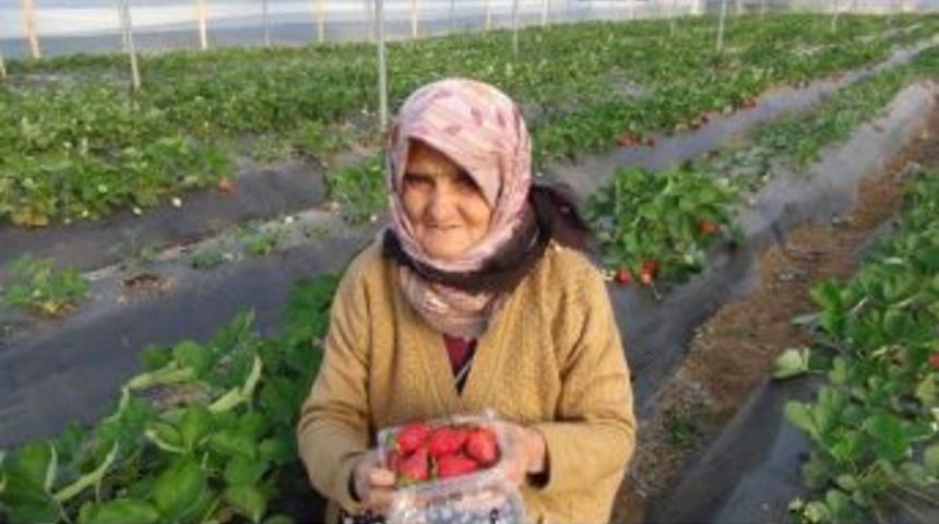 T&uuml;rkiye &Ccedil;etin Kış Şartlarıyla M&uuml;cadele Ederken, Silifke&rsquo;de &Ccedil;ilek Hasadı Yapılıyor