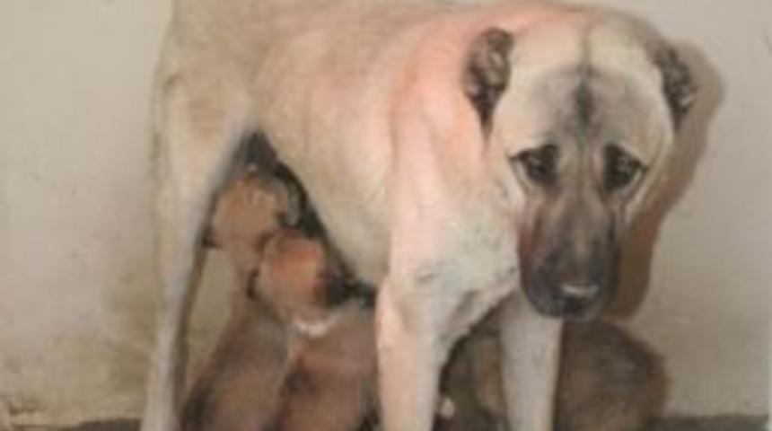 Yavru K&ouml;pekleri Kendi Yavrusu Gibi Besliyor