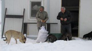 Karla Kaplanan Yayladaki Köpeklere Yiyecek