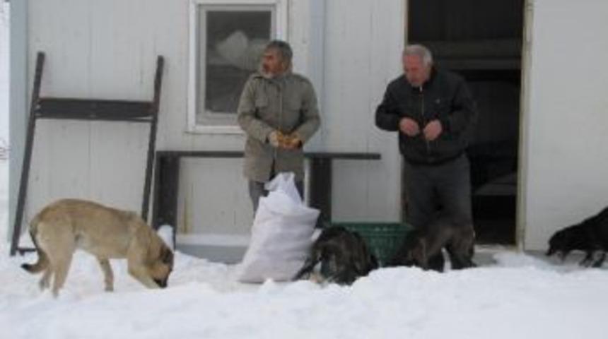 Karla Kaplanan Yayladaki Köpeklere Yiyecek
