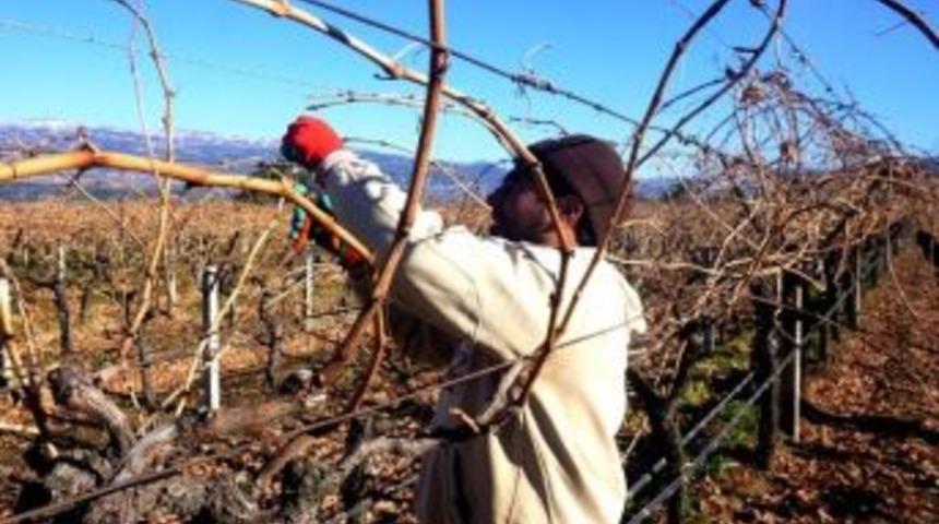 Sarıg&ouml;l&rsquo;de Bağların Budanmasına Başlandı