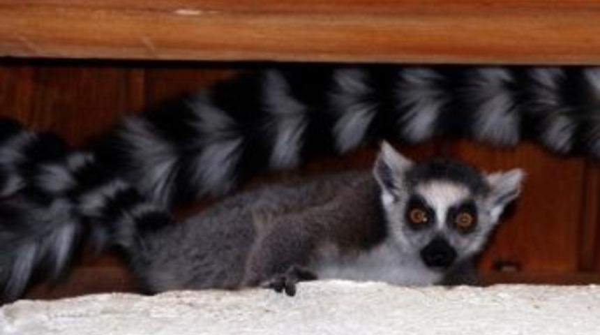 (&ouml;zel Haber) Nesli T&uuml;kenmek &Uuml;zere Olan Lemurların Yavru Sevinci