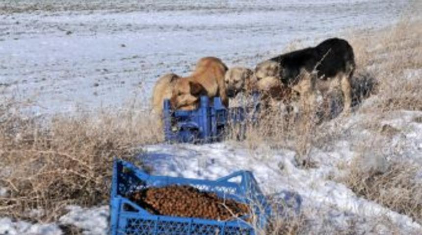 Mamak Belediyesi Sahipsiz Dostları Unutmadı