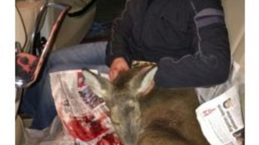 Zigana Dağında Yaralı Karaca Bulundu