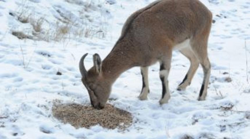 Yaban Hayvanları I&ccedil;in Doğaya Yem Bıraktılar