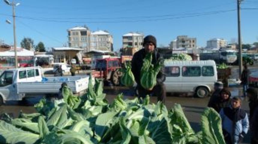 Bafra &Ccedil;ift&ccedil;isi Karnabaharın Veriminden De Fiyatından Da Memnun