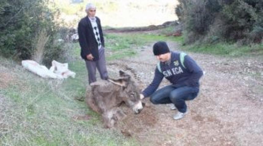 (&ouml;zel Haber) Manisa'da Bir Eşeği &Ouml;l&uuml;me Terk Ettiler