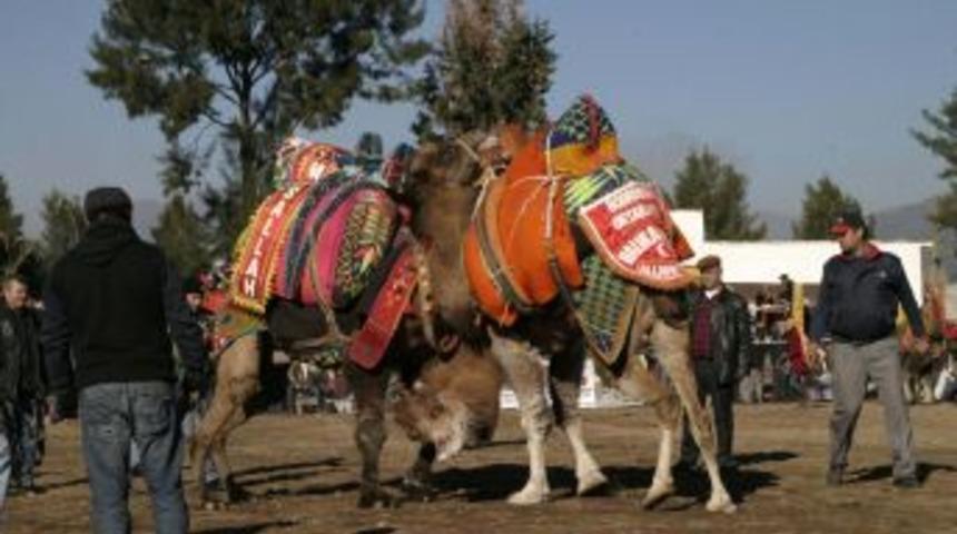 Aydın'da Yazdan Kalma G&uuml;nde Deve G&uuml;reşi