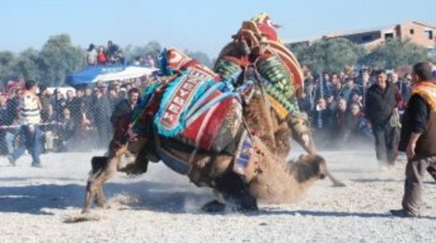 Didim 3. Deve G&uuml;reşleri Yapıldı