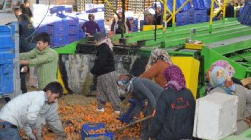 Narenciye Paketleme Fabrikasında Yangın