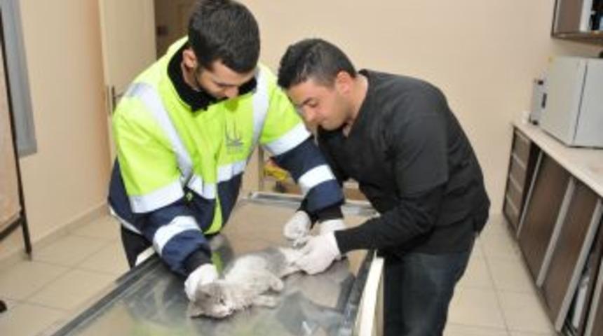 Belediye Başkanı Ak, 'yavru Kediye Yardım' &Ccedil;ağrısını Cevapsız Bırakmadı