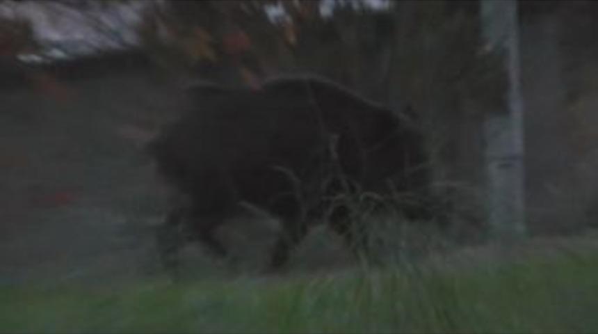 Polis Lojmanında Domuz Paniği