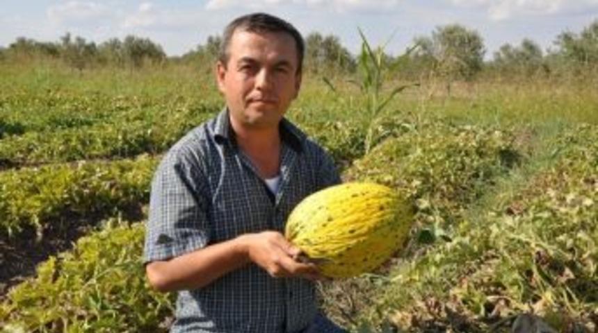 Meşhur Kırkağa&ccedil; Kavunu Yok Satıyor