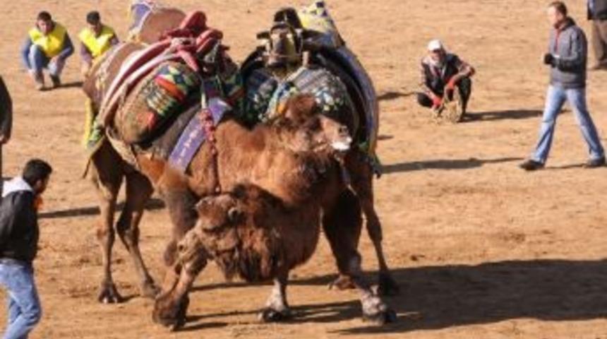 (&ouml;zel) T&uuml;l&uuml;lerin Kıran Kırana M&uuml;cadelesi G&uuml;reşseverlere Heyecanlı Dakikalar Yaşattı