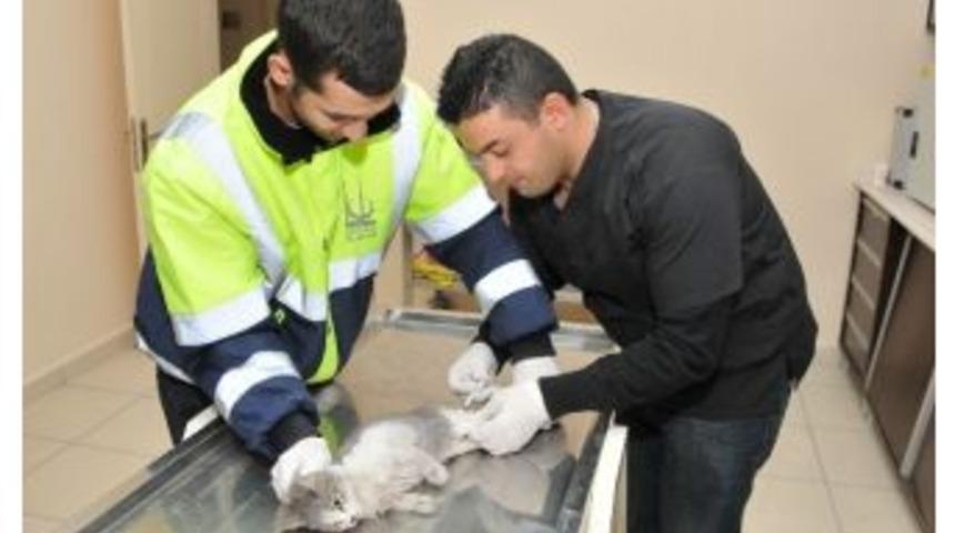 Twıtter &Uuml;zerinden Yavru Kediye Yardım Eli