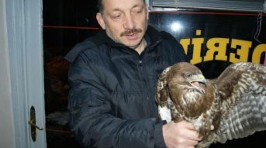 Giresun&rsquo;da Yaralı Atmacaya Şefkat Eli