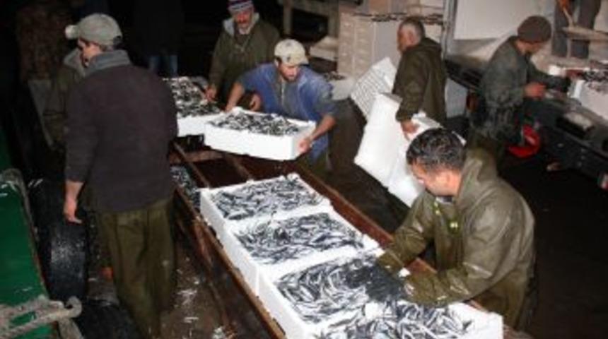 Kar Yağdı, Hamsi Yine Yok