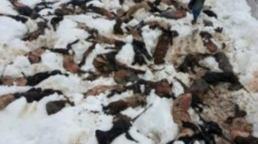 Siirt&rsquo;te 10 Bin Hayvan Yavrusu Telef Oldu