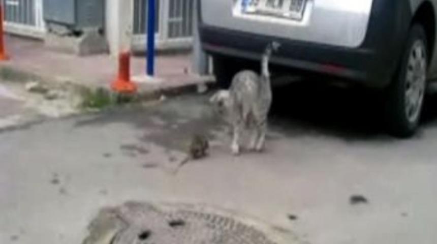 Kedinin Fareyle İmtihanı