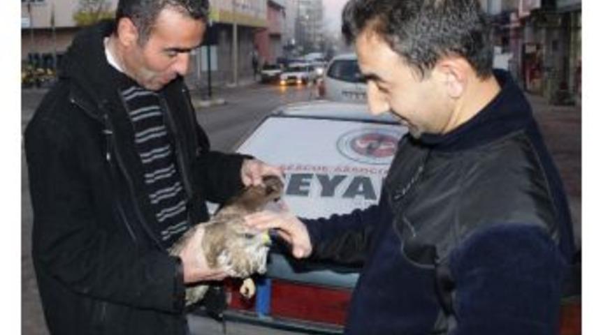 Avcıların Vurduğu Şahin Tedavi Altına Alındı