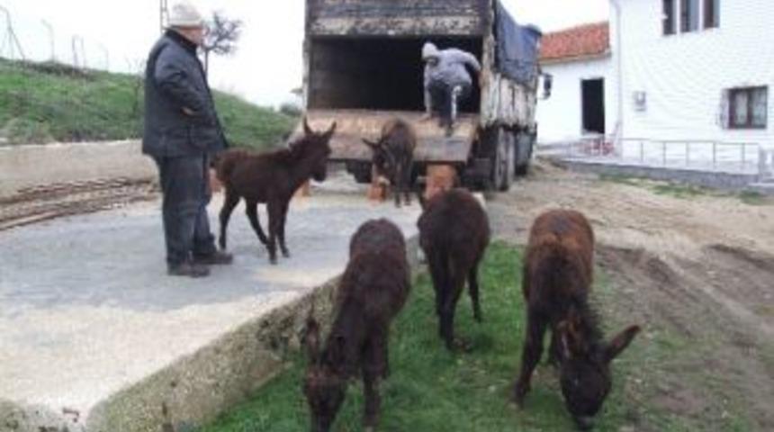 Onların İsimleri Artık "temo, Maho, Şakir, Şanslı Harika Ve G&uuml;lden"