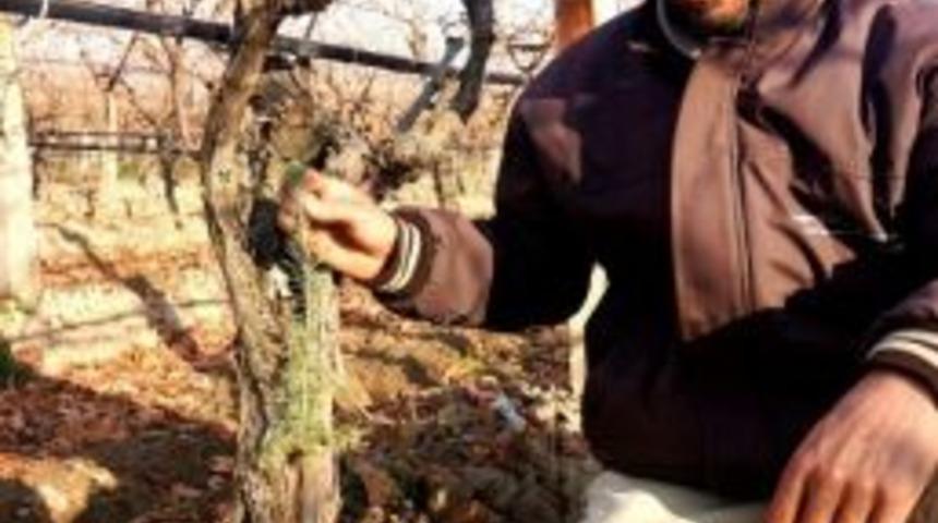 Sarıgöl’de Üzüm Kütüğünde Çam Fidanı Yetişti