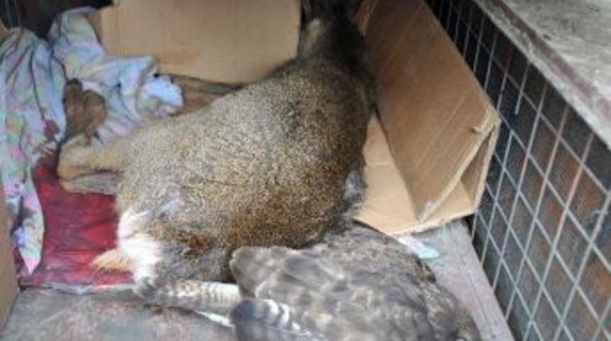 Yaralı Karaca Ve Atmaca Erzurum&rsquo;a Sevk Edildi