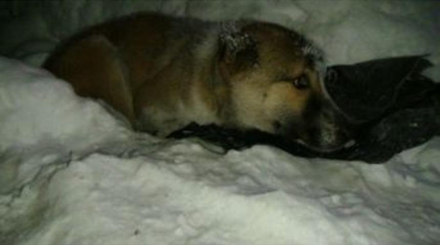 Yavru K&ouml;pek Ve Yaralı Annelerini Donmaktan Gazeteciler Kurtardı