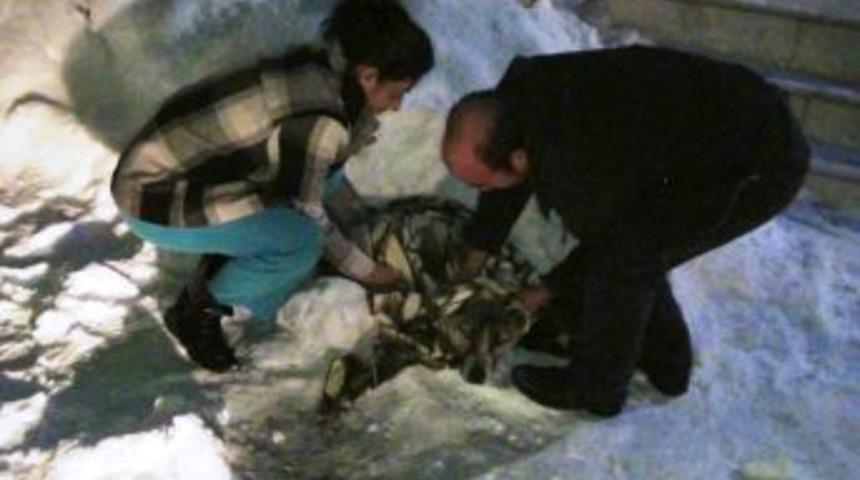 Donmak &Uuml;zere Olan Yaralı K&ouml;pekler Koruma Altına Alındı