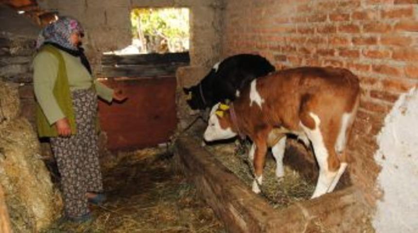 Ana&ccedil; Sığır Ve Buzağı Desteklemesinde Son Başvuru Tarihi 31 Aralık