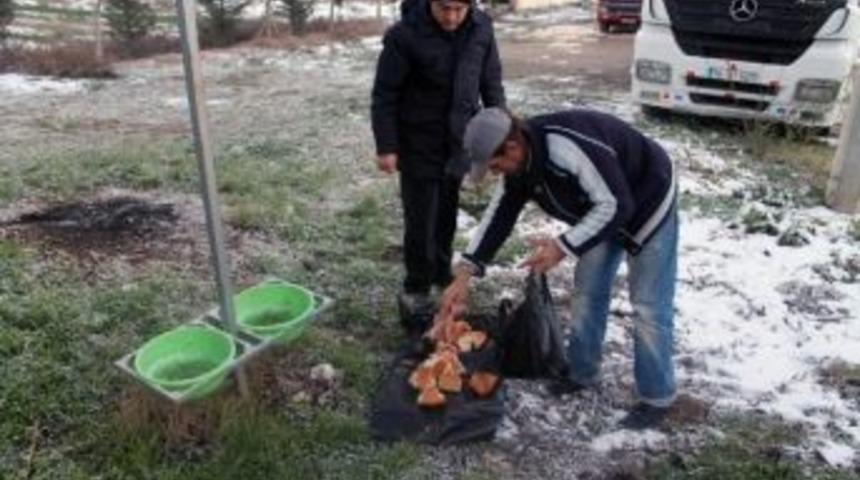 Sokak Hayvanlarını Unutmadılar