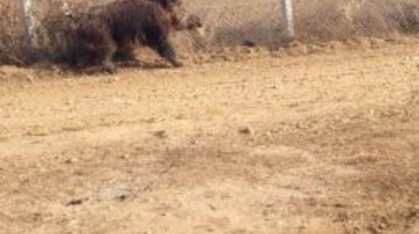 Yiyecek Bulamayan Domuzlar Hacialiobası&rsquo;na Geldi