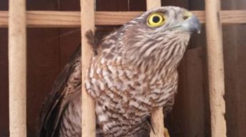 Donmak &Uuml;zereyken Bulunan Atmaca Tedavi Edildi