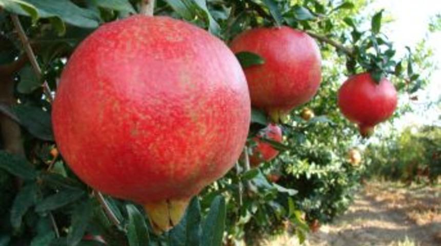 Nar Üretimi 24 Yılda 7'ye Katlandı