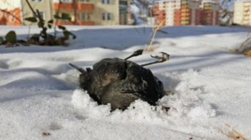 G&uuml;m&uuml;şhane&rsquo;de Kuşlar &Ouml;l&uuml;yor